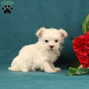 Anabella, Maltese Puppy